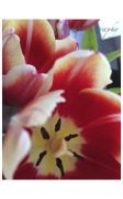 Close-up of vibrant red and white tulips.