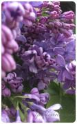 Purple lilacs in full bloom, close-up.