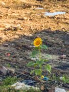 Sunflower growing in a barren area.