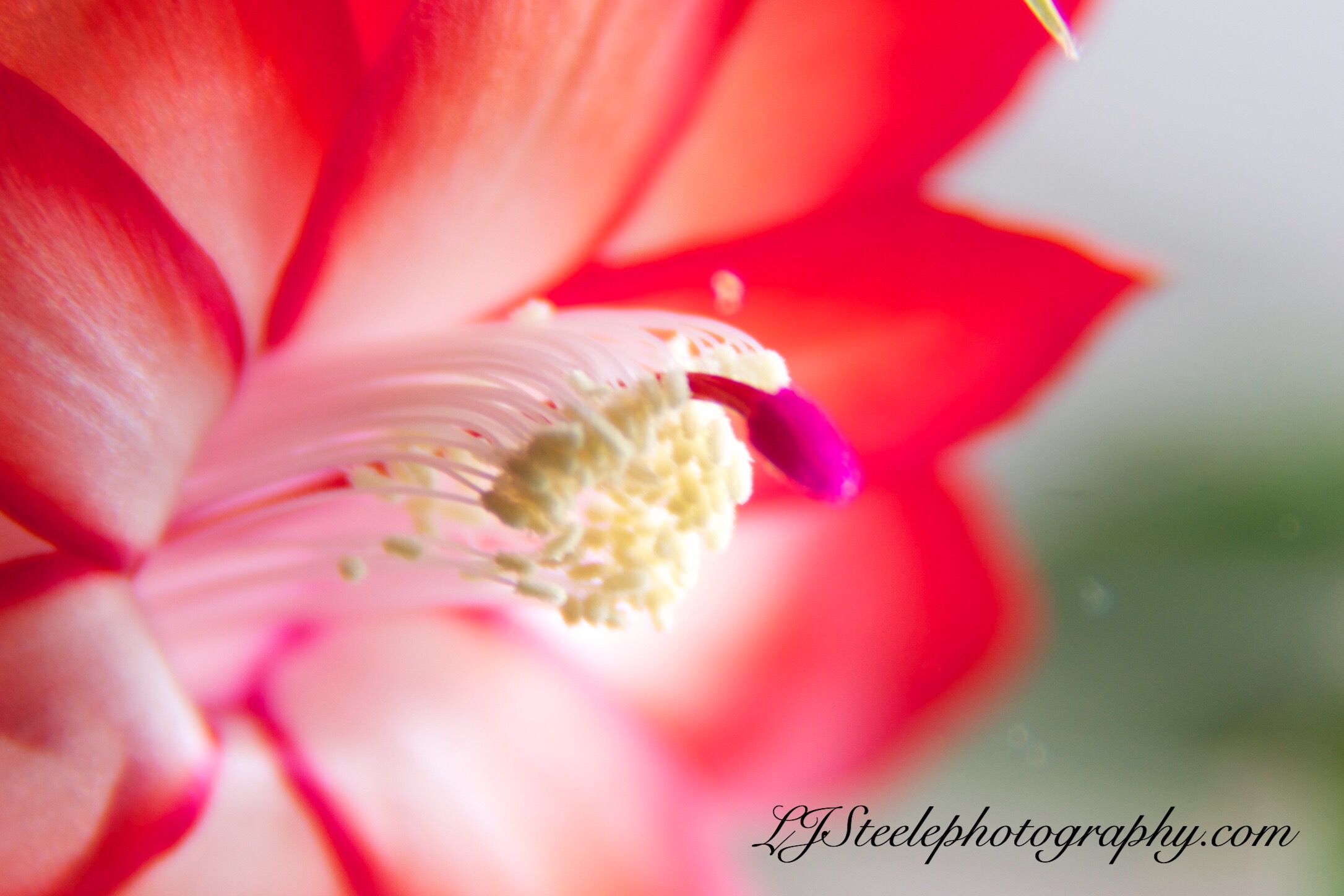 Close-up of vibrant flower with stamens.