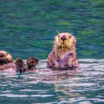 Two otters swimming in blue-green water.