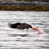 Eagle catching fish from the water.